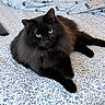 Luna is registered to the contest to win money with this photo: cat, black_cat, fluffy, long_hair, feline, pet, animal, green_eyes, whiskers, ears, lying_down, relaxed, bed, bedroom, blanket, floral_pattern, bedding, indoor, portrait, cute