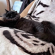 Luna is registered to the contest to win money with this photo: cat, black_cat, fluffy, long_hair, sleeping, relaxed, resting, couch, blanket, soft_fabric, indoor, home, furniture, chair, clothing, scratching_post, cozy, pet, animal, portrait