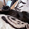 cat, black_cat, fluffy, long_hair, sleeping, relaxed, resting, couch, blanket, soft_fabric, indoor, home, furniture, chair, clothing, scratching_post, cozy, pet, animal, portrait