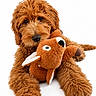 dog, puppy, goldendoodle, curly_fur, fluffy, brown_fur, portrait, stuffed_animal, reindeer_toy, toy, cuddling, lying_down, front_legs, black_nose, dark_eyes, indoor, studio, white_background, pet, cute