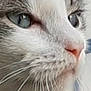 Vilain participe au concours pour gagner de l'argent avec cette photo : cat, close_up, face, whiskers, eyes, fur, indoor, pet, animal, domestic, feline, nose, cute, portrait, soft, gray, white, focused, calm, muzzle