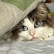 Vilain a rejoint le concours — aidez-le/la à gagner de superbes lots ! cat, blue_eyes, fluffy, blanket, cozy, indoor, pet, fur, animal, curious, resting, cute, whiskers, face, sleepy, closeup, soft, comfort, domestic_cat, relaxed