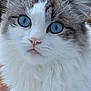 Vilain participe au concours pour gagner de l'argent avec cette photo : cat, blue_eyes, fluffy, close_up, white_fur, gray_fur, pet, animal, curious, portrait, outdoor, feline, whiskers, nose, ears, soft, cute, domestic_animal, face, fur