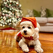 Phoebe is registered to the contest to win money with this photo: dog, white_dog, santa_hat, christmas_hat, holiday, festive, wooden_floor, living_room, christmas_tree, decorations, blurred_background, couch, pillows, pet, cute, indoors, cozy, seasonal, animal, portrait