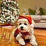 dog, white_dog, santa_hat, christmas_hat, holiday, festive, wooden_floor, living_room, christmas_tree, decorations, blurred_background, couch, pillows, pet, cute, indoors, cozy, seasonal, animal, portrait