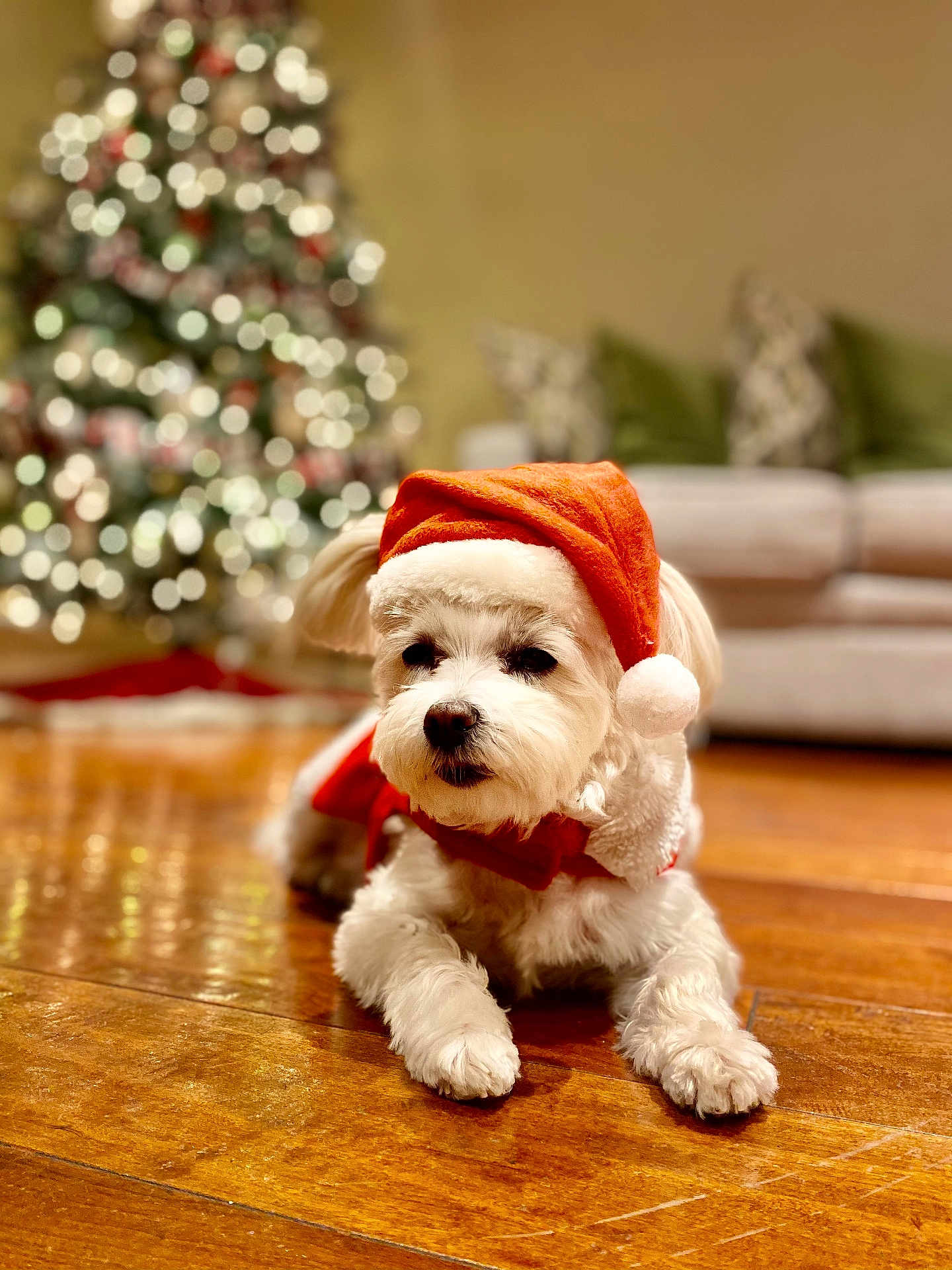 Phoebe is registered to the contest to win money with this photo: dog, white_dog, santa_hat, christmas_hat, holiday, festive, wooden_floor, living_room, christmas_tree, decorations, blurred_background, couch, pillows, pet, cute, indoors, cozy, seasonal, animal, portrait
