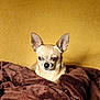 dog, chihuahua, small_dog, tan_dog, blanket, brown_blanket, cozy, indoor, pet, animal, fur, ears, sitting, portrait, cute, looking_away, yellow_background, soft_texture, comfort, relaxation