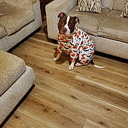 Max joined the competition — help win amazing prizes! dog, costume, halloween, pumpkin, bat, indoor, living_room, sofa, cushion, floor, wooden_floor, pet, brown_and_white, seated, looking_up, furniture, cozy, home, cute, animal