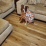 dog, costume, halloween, pumpkin, bat, indoor, living_room, sofa, cushion, floor, wooden_floor, pet, brown_and_white, seated, looking_up, furniture, cozy, home, cute, animal