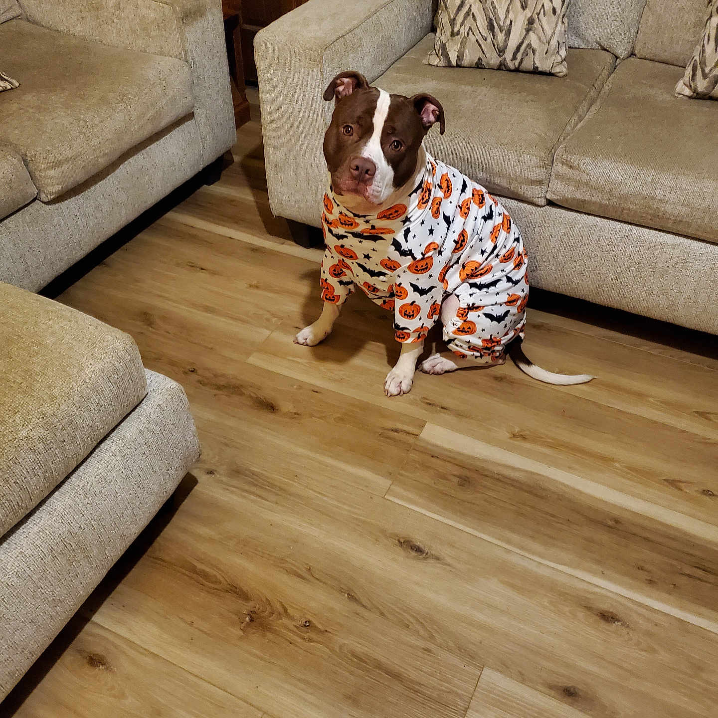 Max joined the competition — help win amazing prizes! dog, costume, halloween, pumpkin, bat, indoor, living_room, sofa, cushion, floor, wooden_floor, pet, brown_and_white, seated, looking_up, furniture, cozy, home, cute, animal