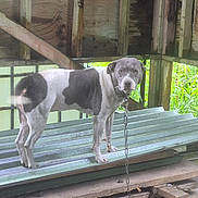 Ua is registered to the contest to win money with this photo: animal, canine, chain, collar, daylight, dog, ears, fence, gazing, gray_and_white, greenery, intense_look, metal_sheets, nature, outdoor, pet, rustic, snout, standing, wooden_structure