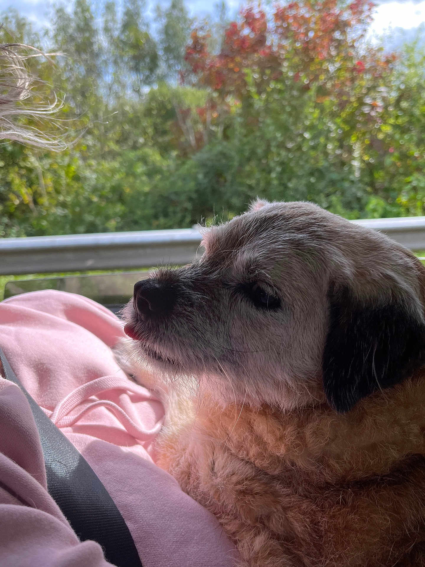 Lola