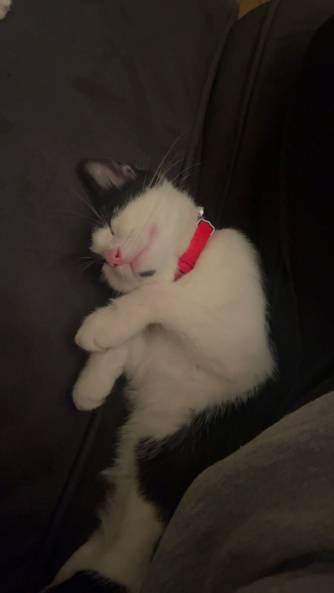 Rikki is registered to the contest to win money with this photo: carnivore, cat, comfort, darkness, domestic_short_haired_cat, ear, eye, felidae, fur, leg, paw, small_to_medium_sized_cats, snout, tail, whiskers