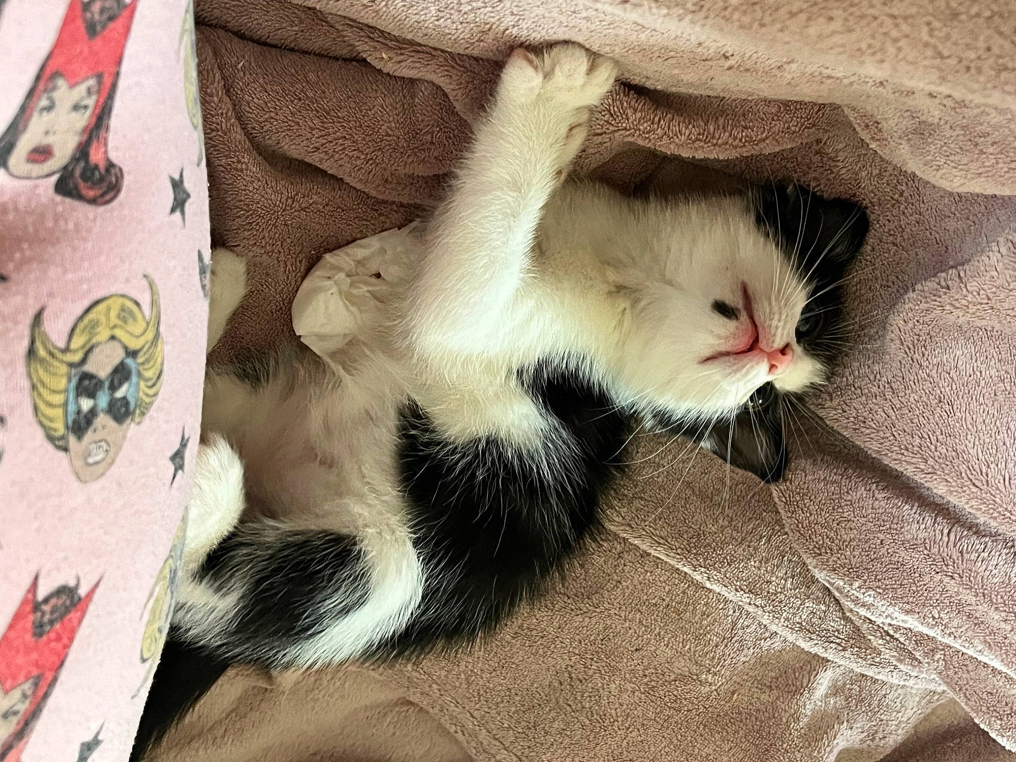 Rikki joined the competition — help win amazing prizes! carnivore, cat, claw, comfort, domestic_short_haired_cat, fawn, felidae, foot, fur, linens, pattern, paw, small_to_medium_sized_cats, tail, terrestrial_animal, whiskers