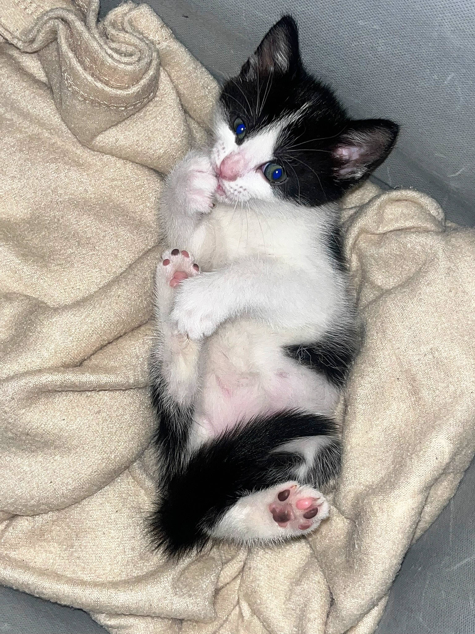 Rikki is registered to the contest to win money with this photo: carnivore, cat, claw, comfort, domestic_short_haired_cat, ear, fang, felidae, foot, fur, grey, nap, paw, small_to_medium_sized_cats, snout, tail, whiskers