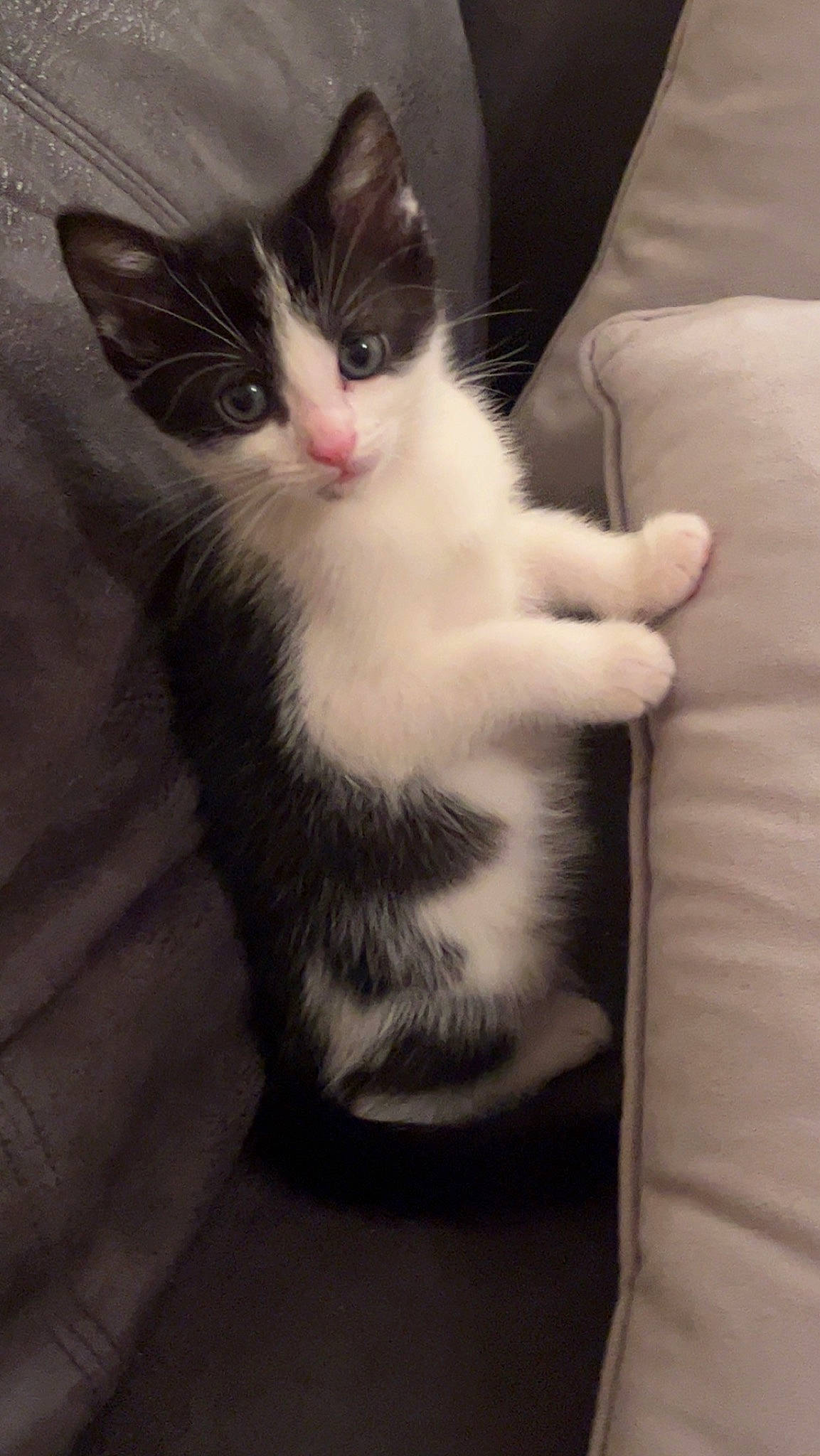 Rikki is registered to the contest to win money with this photo: carnivore, cat, claw, comfort, domestic_short_haired_cat, felidae, flooring, foot, formal_wear, fur, human_leg, monochrome_photography, paw, sitting, small_to_medium_sized_cats, snout, tail, whiskers