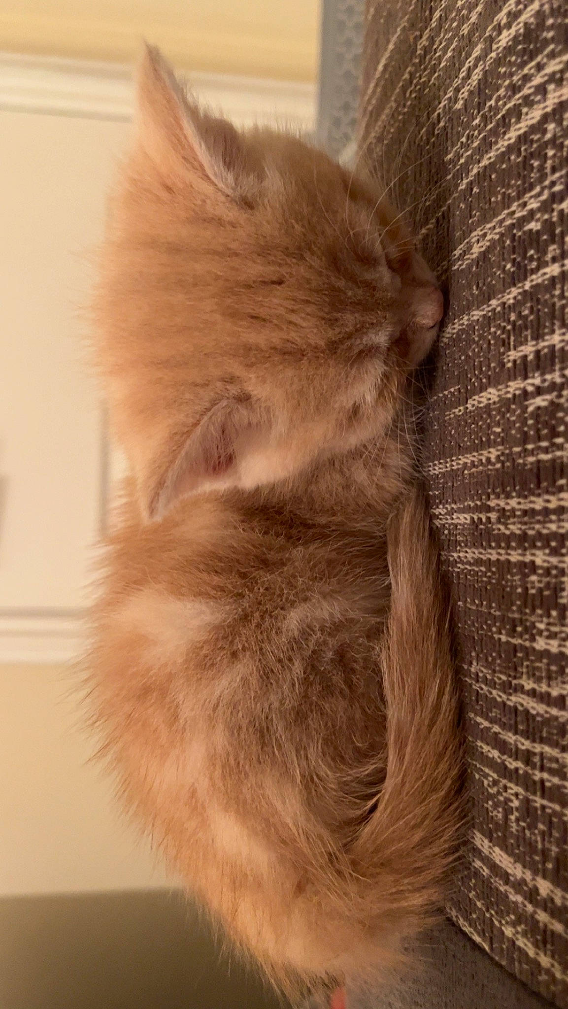 Cleo joined the competition — help win amazing prizes! british_longhair, carnivore, cat, claw, comfort, domestic_short_haired_cat, fawn, felidae, flooring, fur, grey, hardwood, paw, small_to_medium_sized_cats, snout, tail, whiskers, wood, wood_flooring