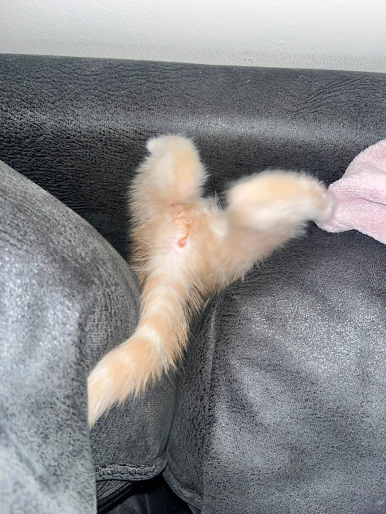 Cleo joined the competition — help win amazing prizes! carnivore, cat, claw, comfort, companion_dog, dog_breed, felidae, foot, fur, human_leg, linens, mammal, natural_material, paw, small_to_medium_sized_cats, tail, textile, vertebrate, whiskers, window