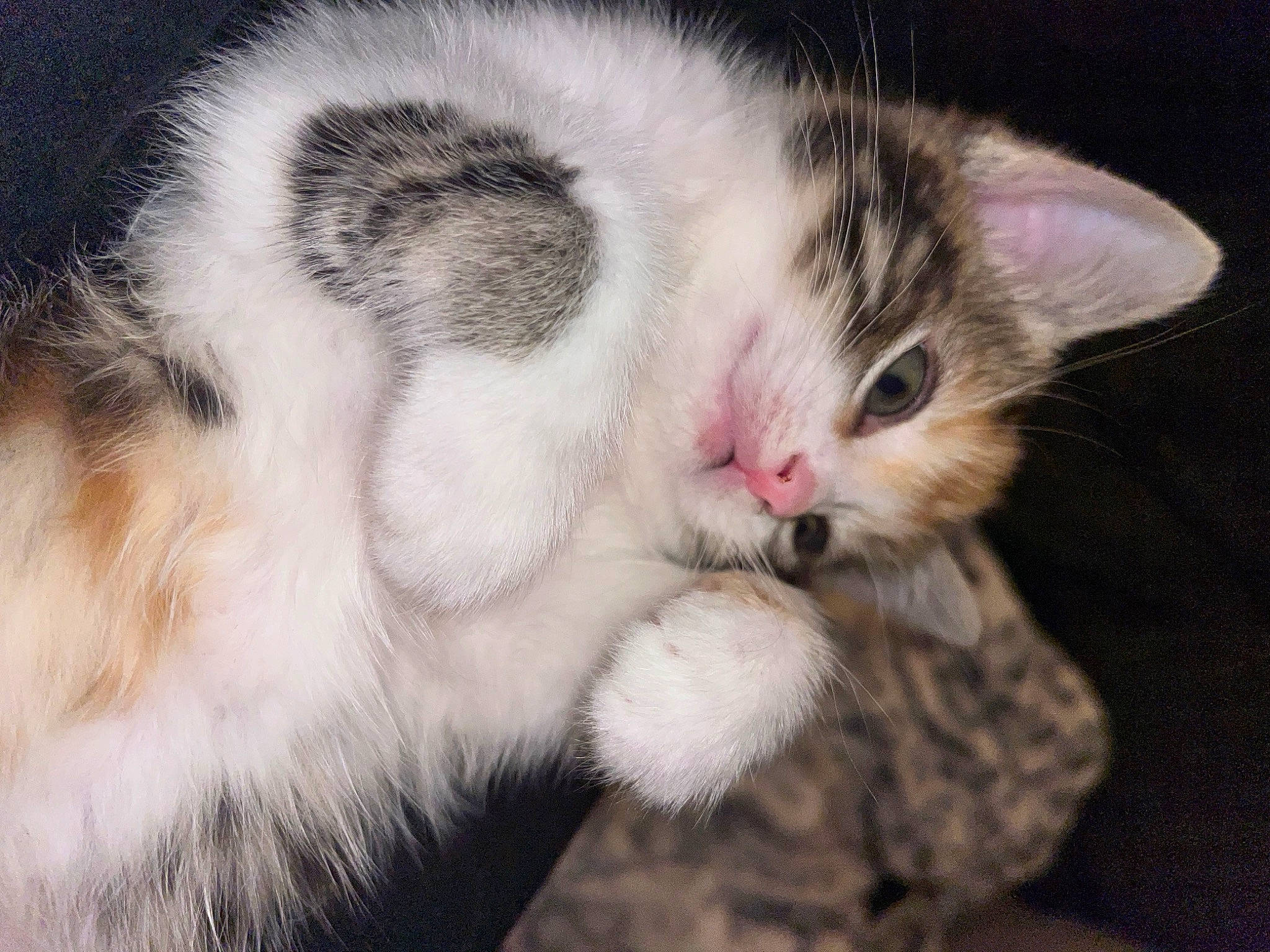 Emma joined the competition — help win amazing prizes! carnivore, cat, claw, close_up, comfort, domestic_short_haired_cat, felidae, fur, nap, paw, sleep, small_to_medium_sized_cats, snout, tail, whiskers