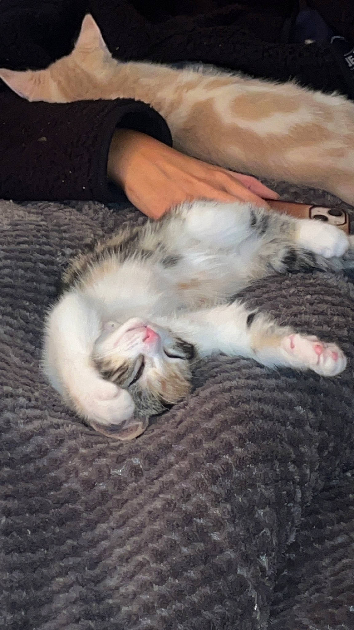 Emma joined the competition — help win amazing prizes! canidae, carnivore, cat, claw, cloud, comfort, domestic_short_haired_cat, felidae, foot, fur, grey, nail, nap, paw, small_to_medium_sized_cats, tail, whiskers, wood