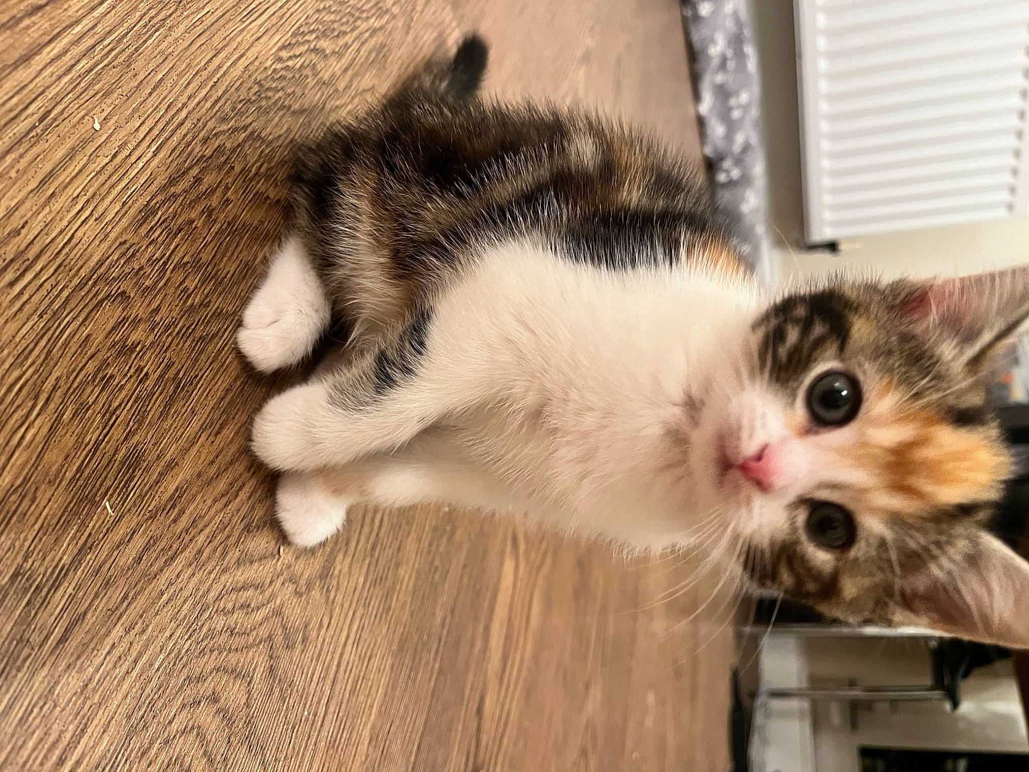 Emma is registered to the contest to win money with this photo: carnivore, cat, claw, domestic_short_haired_cat, fawn, felidae, flooring, fur, hardwood, paw, plank, small_to_medium_sized_cats, snout, tail, varnish, whiskers, wood, wood_flooring, wood_stain