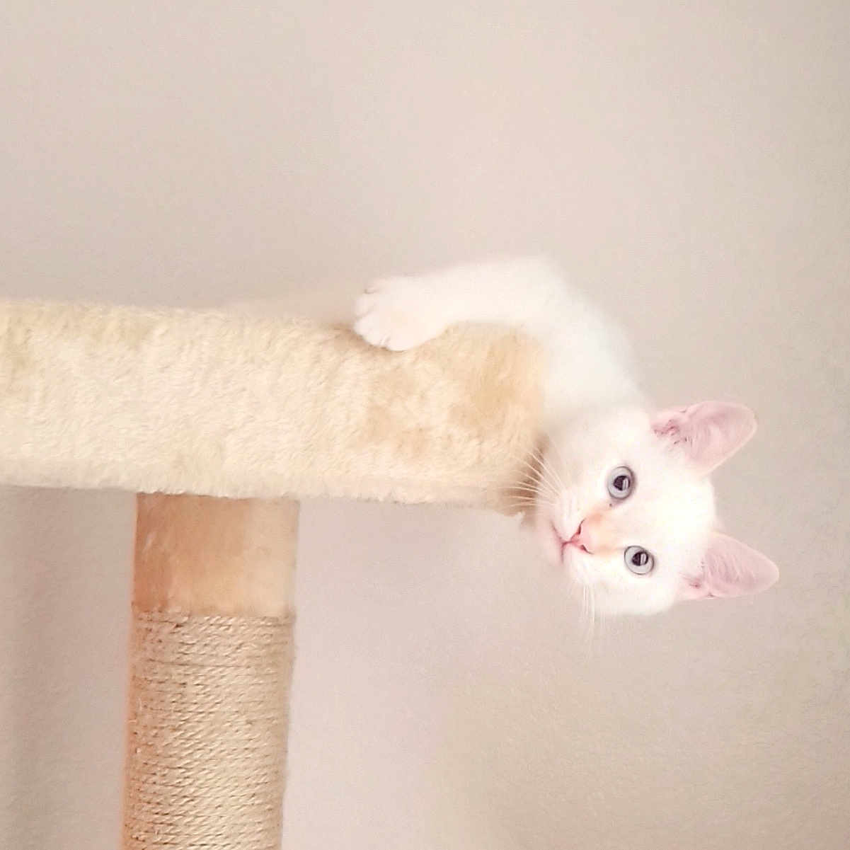 Casper joined the competition — help win amazing prizes! abyssinian, angora, animal, architecture, building, cat, handrail, indoors, kitten, manx, person, pet, plush, siamese, sleeping, toy, wall, white, wood
