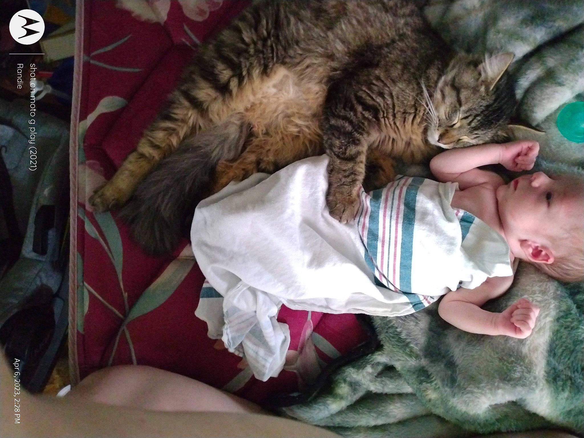 Hunter joined the competition — help win amazing prizes! canidae, carnivore, cat, claw, comfort, companion_dog, domestic_short_haired_cat, felidae, fur, human_leg, lap, leg, linens, nap, paw, sleep, small_to_medium_sized_cats, sporting_group, tail, whiskers