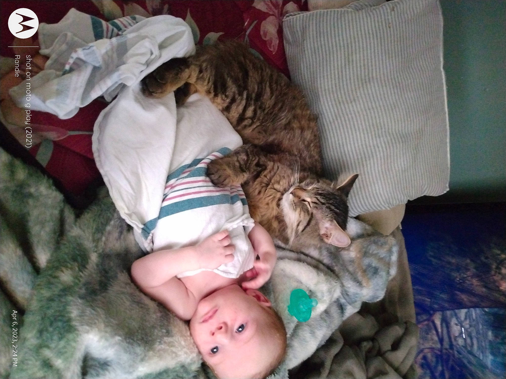 Hunter is registered to the contest to win money with this photo: baby, carnivore, cat, child, comfort, domestic_short_haired_cat, fawn, felidae, fur, lap, linens, mammal, nap, room, sleep, small_to_medium_sized_cats, tail, textile, vertebrate, whiskers