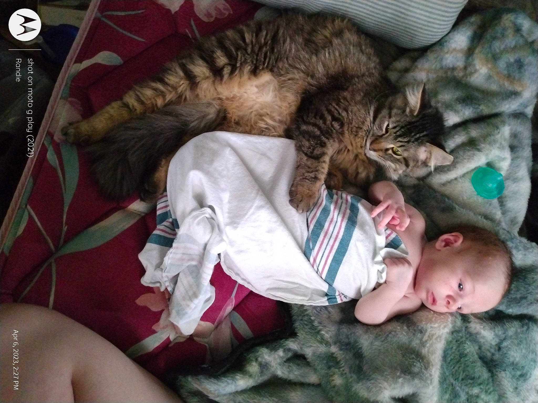 Hunter joined the competition — help win amazing prizes! baby, baby_toddler_clothing, bedding, bedtime, carnivore, cat, comfort, domestic_short_haired_cat, felidae, fur, lap, linens, mammal, nap, sitting, sleep, small_to_medium_sized_cats, tail, toddler, whiskers