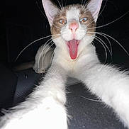 accessories, angora, animal, beak, bird, bodypart, cat, face, formalwear, head, kitten, mouth, person, pet, photography, portrait, siamese, teeth, tie, tongue
