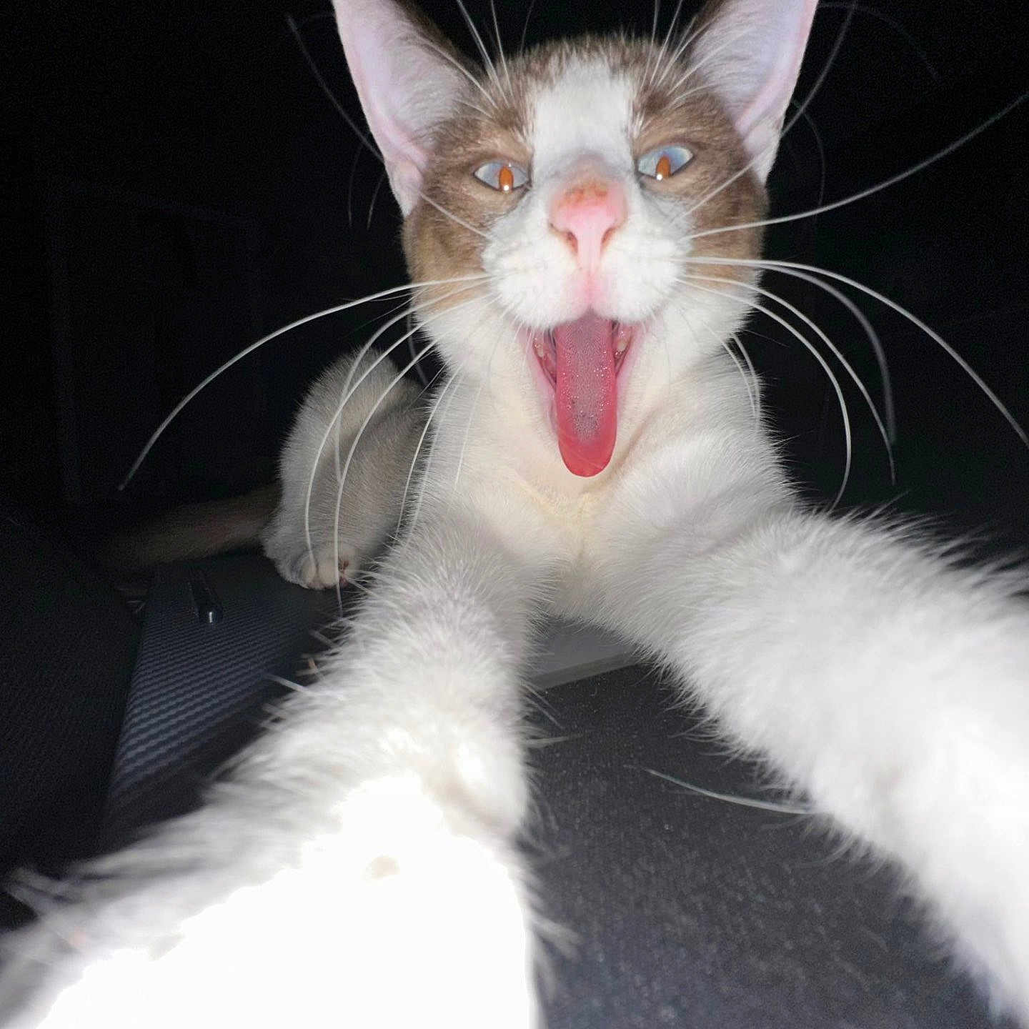 Smokey joined the competition — help win amazing prizes! accessories, angora, animal, beak, bird, bodypart, cat, face, formalwear, head, kitten, mouth, person, pet, photography, portrait, siamese, teeth, tie, tongue