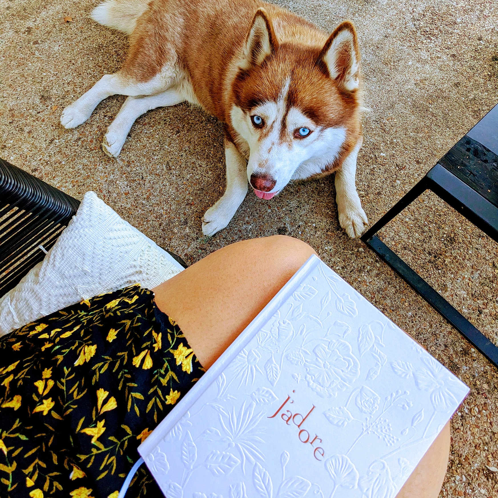 Dublé Oslo participe au concours pour gagner de l'argent avec cette photo : black, blue_eyes, book, brown, chair, dog, embossed_cover, floor, floral_pattern, husky, looking_up, outdoor, paw, person, relaxing, skirt, text, tongue_out, white, yellow