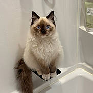 Ruby joined the competition — help win amazing prizes! cat, fluffy, blue_eyes, bathtub, bathroom, white, sitting, curious, fur, ears, paws, tail, pet, animal, indoor, clean, lotion, container, shelf, closeup