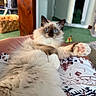 cat, fluffy_cat, blue_eyes, long_hair, white_fur, brown_points, pink_paw_pads, paw, toe_beans, lying_down, relaxed, pet, indoor, home, lap, blanket, cozy, portrait, furniture, playful