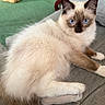 cat, kitten, fluffy, blue_eyes, siamese, pointed_ears, white_fur, brown_markings, pet, animal, portrait, lying_down, crossed_paws, couch, indoor, home, basket, furniture, relaxed, close_up