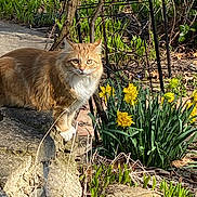 Precious joined the competition — help win amazing prizes! alert, animal, cat, daffodils, daylight, feline, flora, flower_bed, fluffy_cat, garden, green_plants, nature, orange_cat, outdoor, pet, plants, spring, stone_steps, sunlight, yellow_flowers