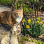 alert, animal, cat, daffodils, daylight, feline, flora, flower_bed, fluffy_cat, garden, green_plants, nature, orange_cat, outdoor, pet, plants, spring, stone_steps, sunlight, yellow_flowers