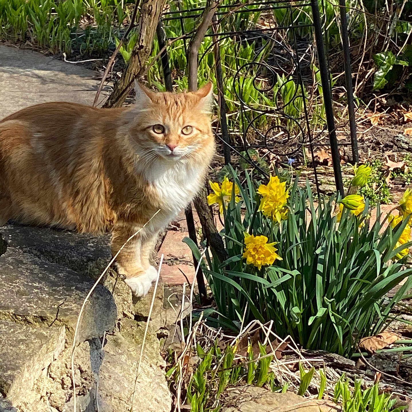 Precious joined the competition — help win amazing prizes! alert, animal, cat, daffodils, daylight, feline, flora, flower_bed, fluffy_cat, garden, green_plants, nature, orange_cat, outdoor, pet, plants, spring, stone_steps, sunlight, yellow_flowers