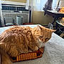 cat, orange_cat, feline, pet, indoor, bed, wooden_box, numbered_slats, curtains, window, air_conditioner, lamp, table, decor, fur, whiskers, relaxed, cozy, home, soft_light