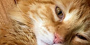 Precious is registered to the contest to win money with this photo: animal, cat, close_up, closeup, cute, domestic_cat, feline, fur, indoor, mammal, orange_tabby, paw, pet, pink_nose, relaxed, resting, sleepy, soft_fur, whiskers, wood_background