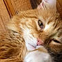 cat, orange_tabby, close_up, sleepy, paw, fur, pink_nose, whiskers, wood_background, pet, animal, domestic_cat, relaxed, cute, soft_fur, indoor, mammal, feline, resting, closeup