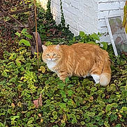 Precious is registered to the contest to win money with this photo: alert, animal, cat, curious, feline, fluffy, garden, greenery, ground_cover, ivy, leafy, nature, orange_cat, outdoor, pet, plants, rusty_tools, tail, whiskers, white_brick_wall