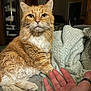 cat, orange_tabby, fluffy_fur, hand, blanket, cozy, indoor, pet, fur, whiskers, paw, relaxed, closeup, feline, domestic_animal, mammal, seated, curious, human_hand, soft_lighting