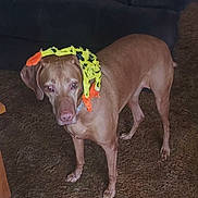 Millie joined the competition — help win amazing prizes! accessory, animal, brown_dog, canine, carpet, confused, couch, curious, dog, domestic, floor, furniture, home, indoor, living_room, looking, mammal, pet, scarf, standing