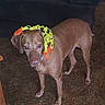 accessory, animal, brown_dog, canine, carpet, confused, couch, curious, dog, domestic, floor, furniture, home, indoor, living_room, looking, mammal, pet, scarf, standing