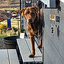 dog, porch, wooden_steps, welcome_sign, bird_feeder, outdoor, sunlight, fence, scenic_view, countryside, brown_dog, pet, animal, nature, daylight, curious, expression, shadow, metal_hook, plant_pot