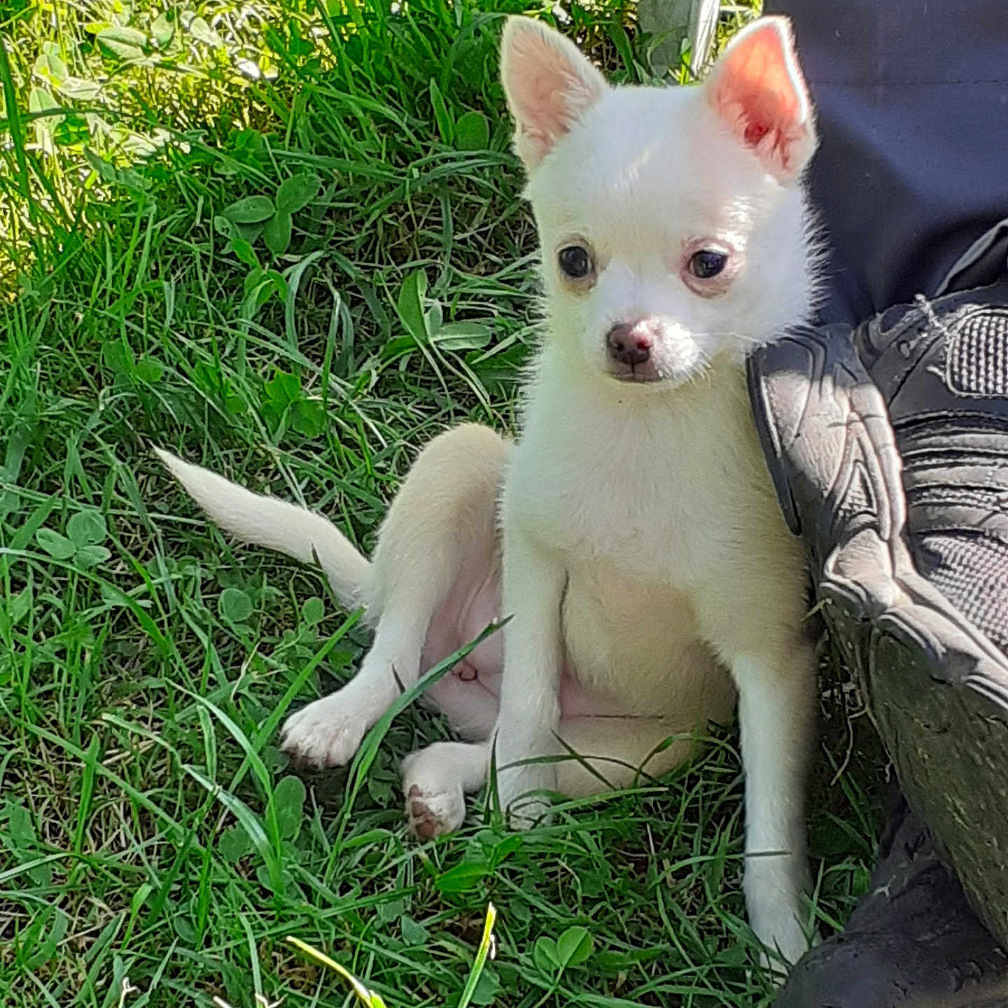 Alaska participe au concours pour gagner de l'argent avec cette photo : animal, boot, companion, cute, dog, ear, fur, grass, nature, nose, outdoor, paw, pet, puppy, relaxing, sitting, small, sunlight, white, young