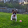 animal, ball, daylight, dog, ears_up, fence, grass, greenery, happy, leaping, nature, outdoor, pet, playful, running, small_dog, sunset, tongue_out, tree, yard