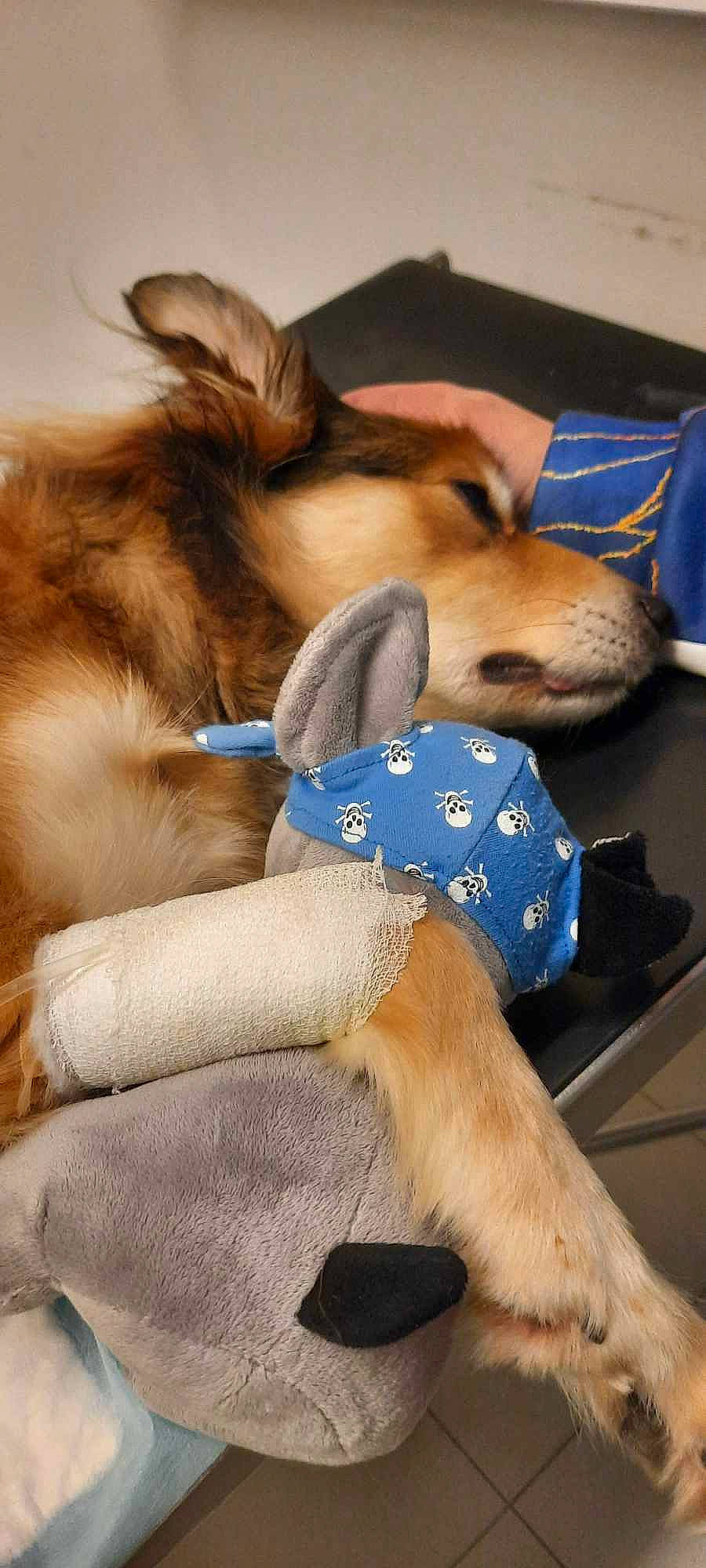 Shadow a rejoint le concours — aidez-le/la à gagner de superbes lots ! canidae, carnivore, collar, companion_dog, dog, dog_breed, dog_clothes, dog_collar, dog_supply, electric_blue, fashion_accessory, fawn, fur, leash, paw, pet_supply, snout, sporting_group, tail, working_animal