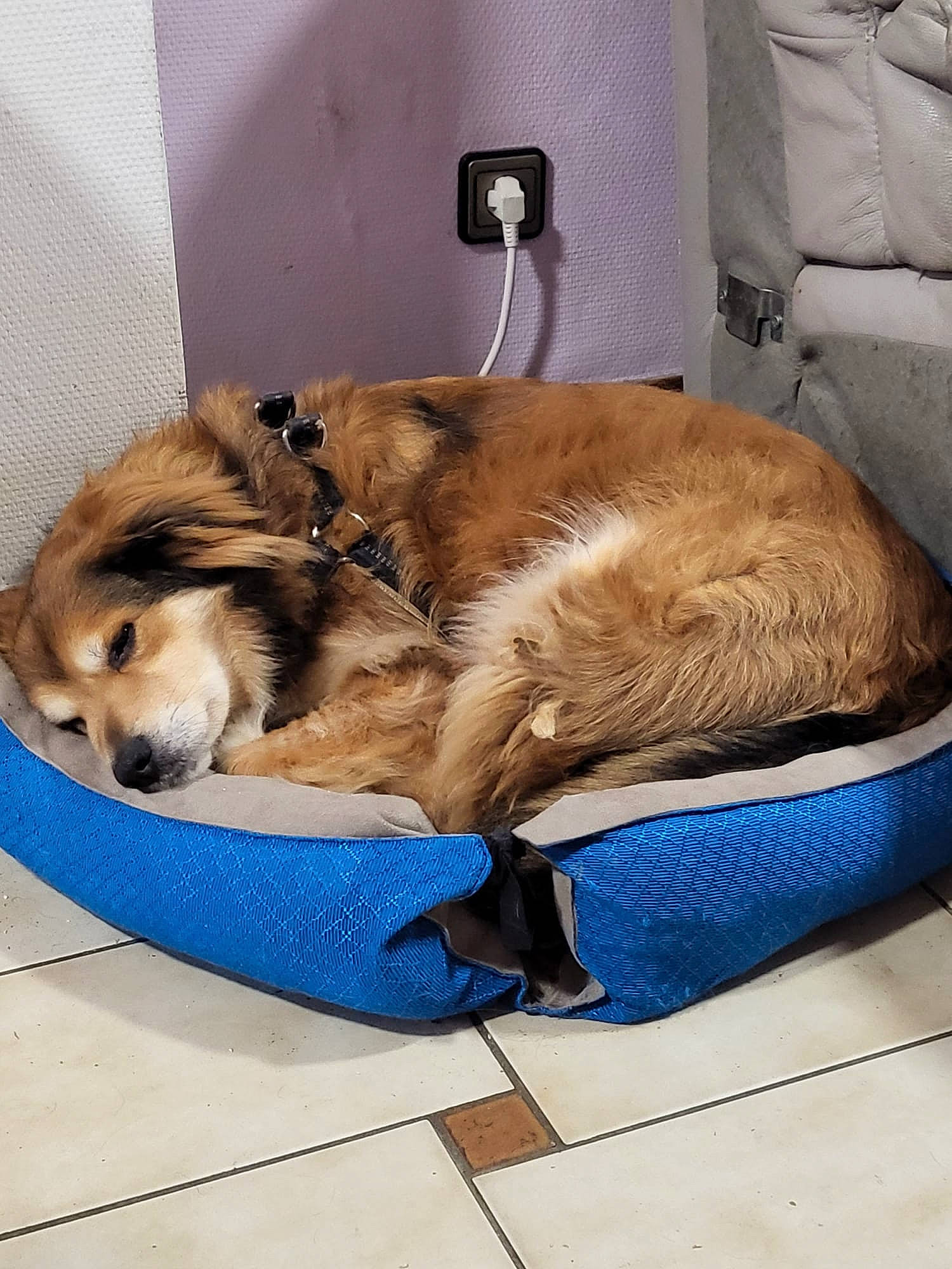 Shadow participe au concours pour gagner de l'argent avec cette photo : canidae, carnivore, collar, comfort, companion_dog, dog, dog_breed, dog_supply, electric_blue, fawn, fur, liver, nap, pet_supply, sleep, sporting_group, working_animal